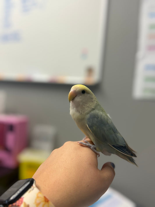 Pico