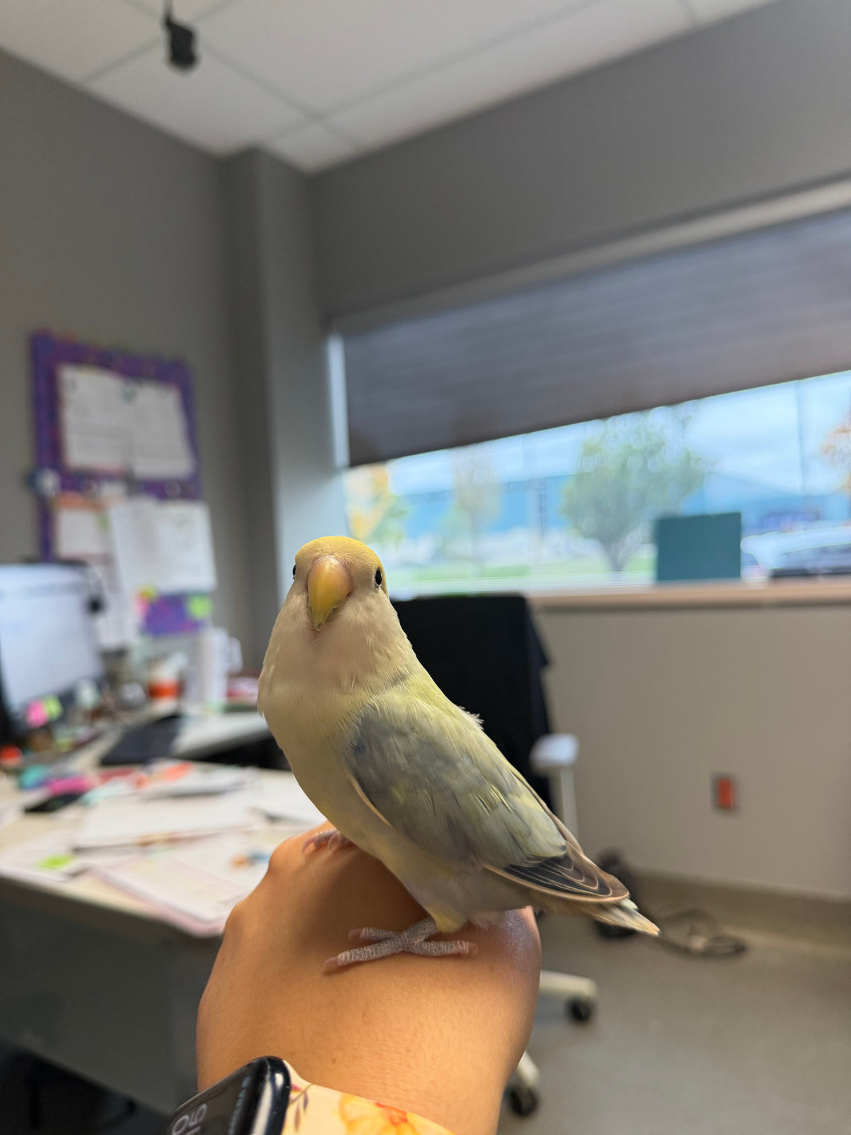 Pico
