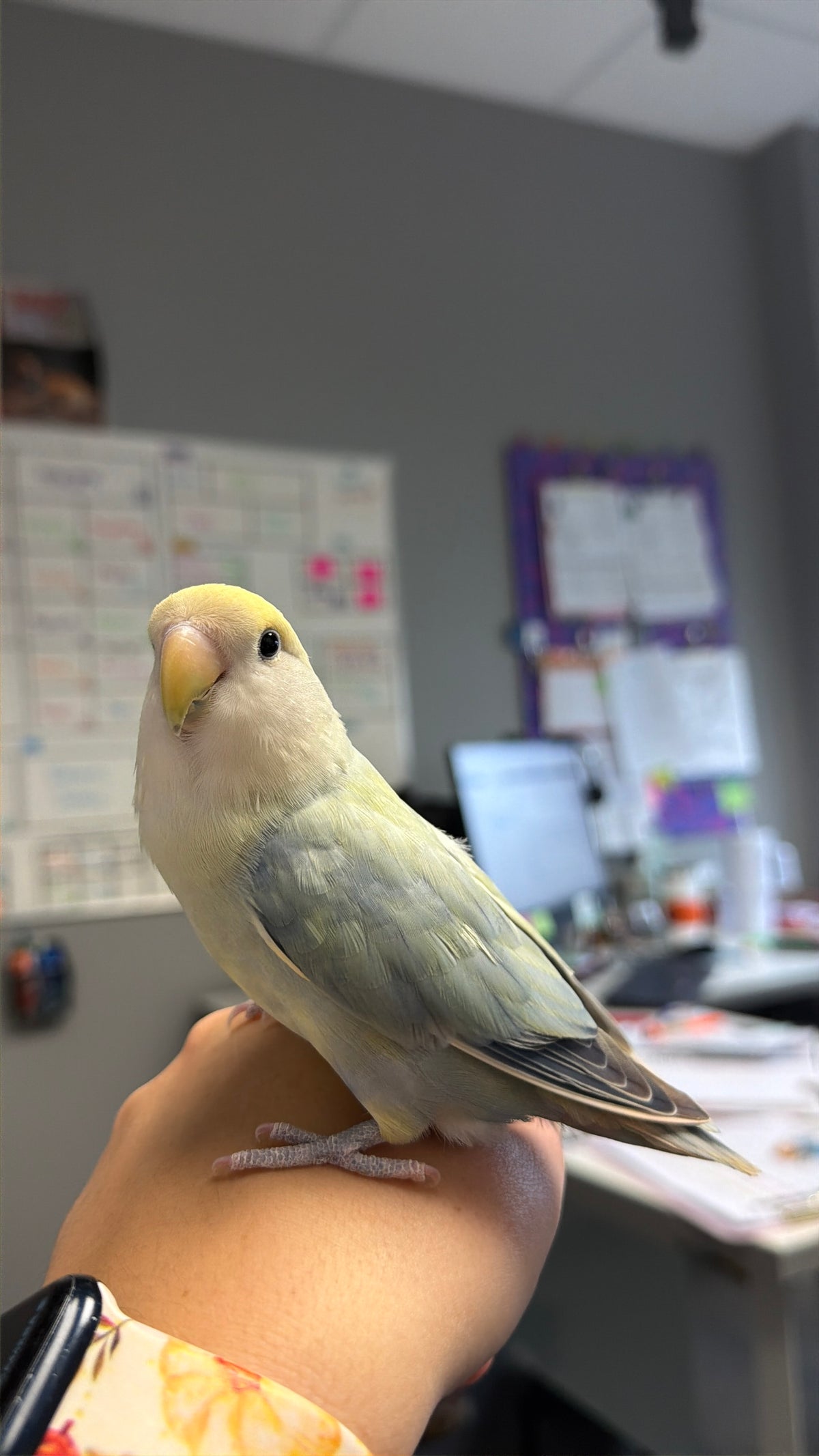 Pico