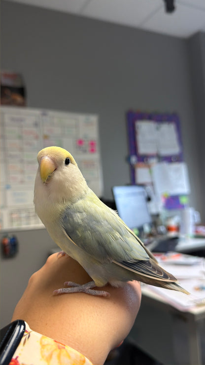 Pico