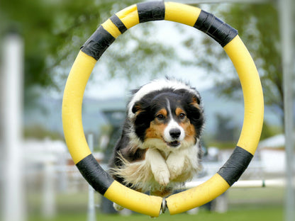 K9 Principles Dog Training