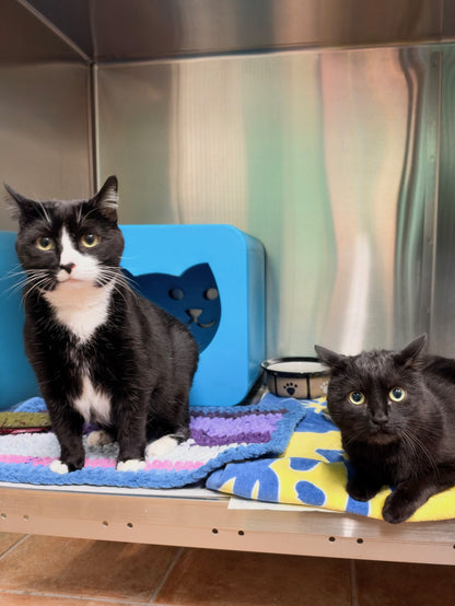 Cronus & Shiva (Bonded Pair)