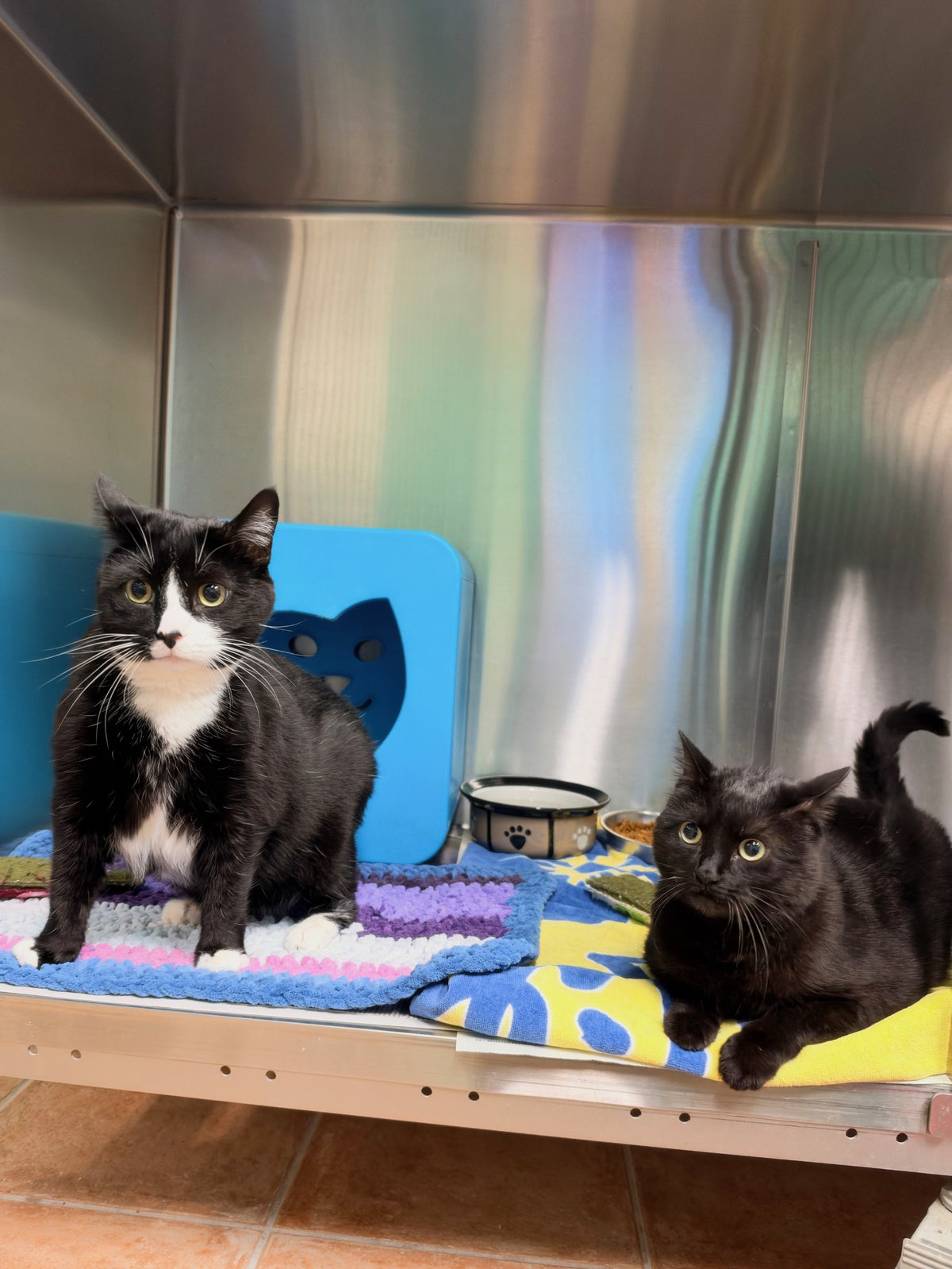 Cronus & Shiva (Bonded Pair)