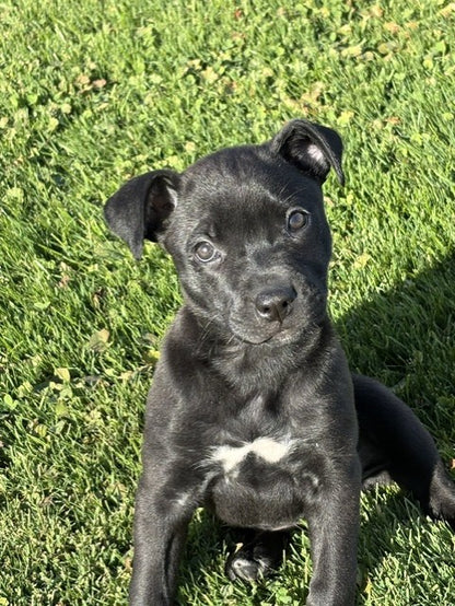Ember