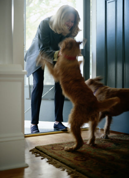 K9 Principles Dog Training