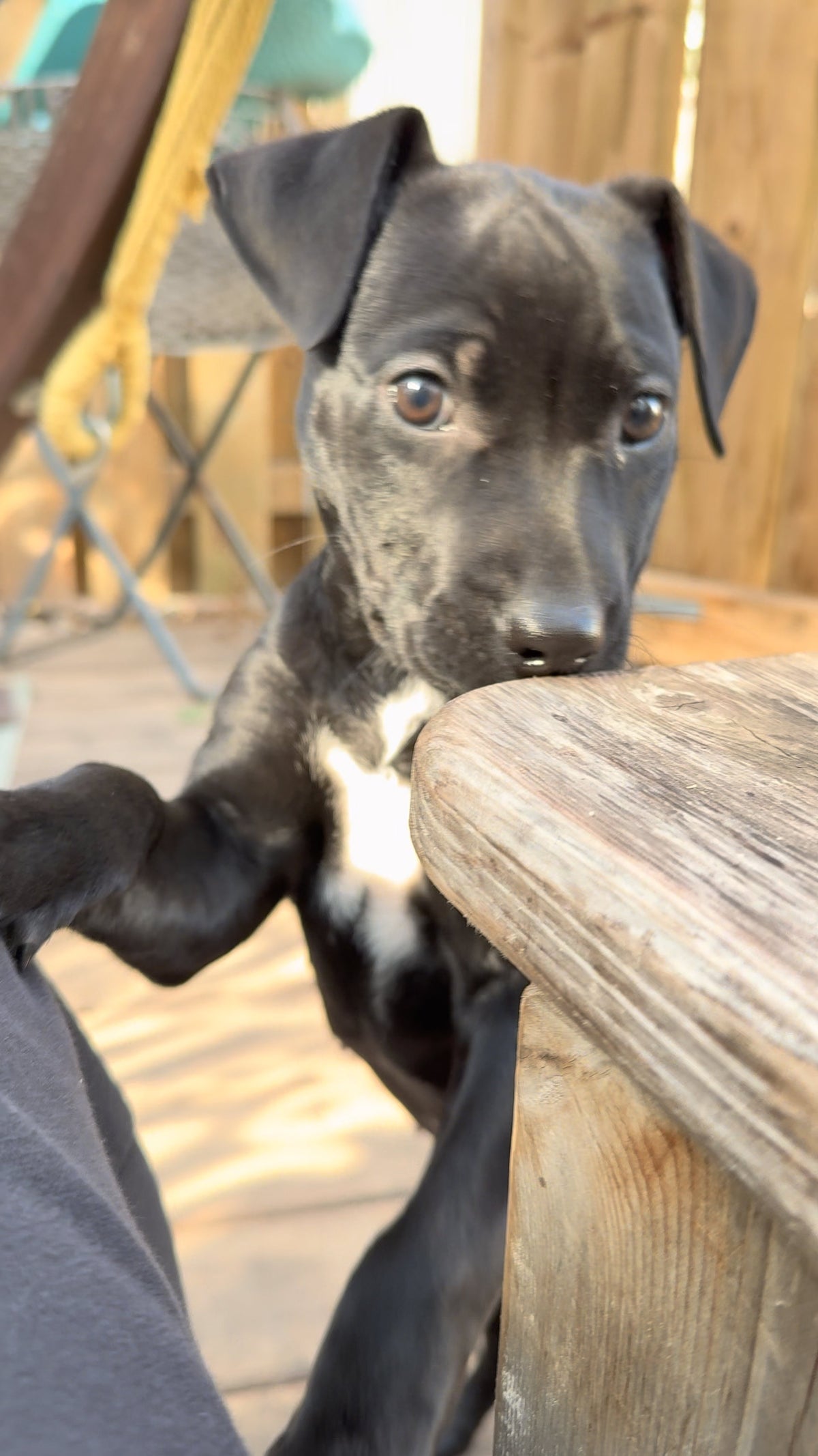Mia
