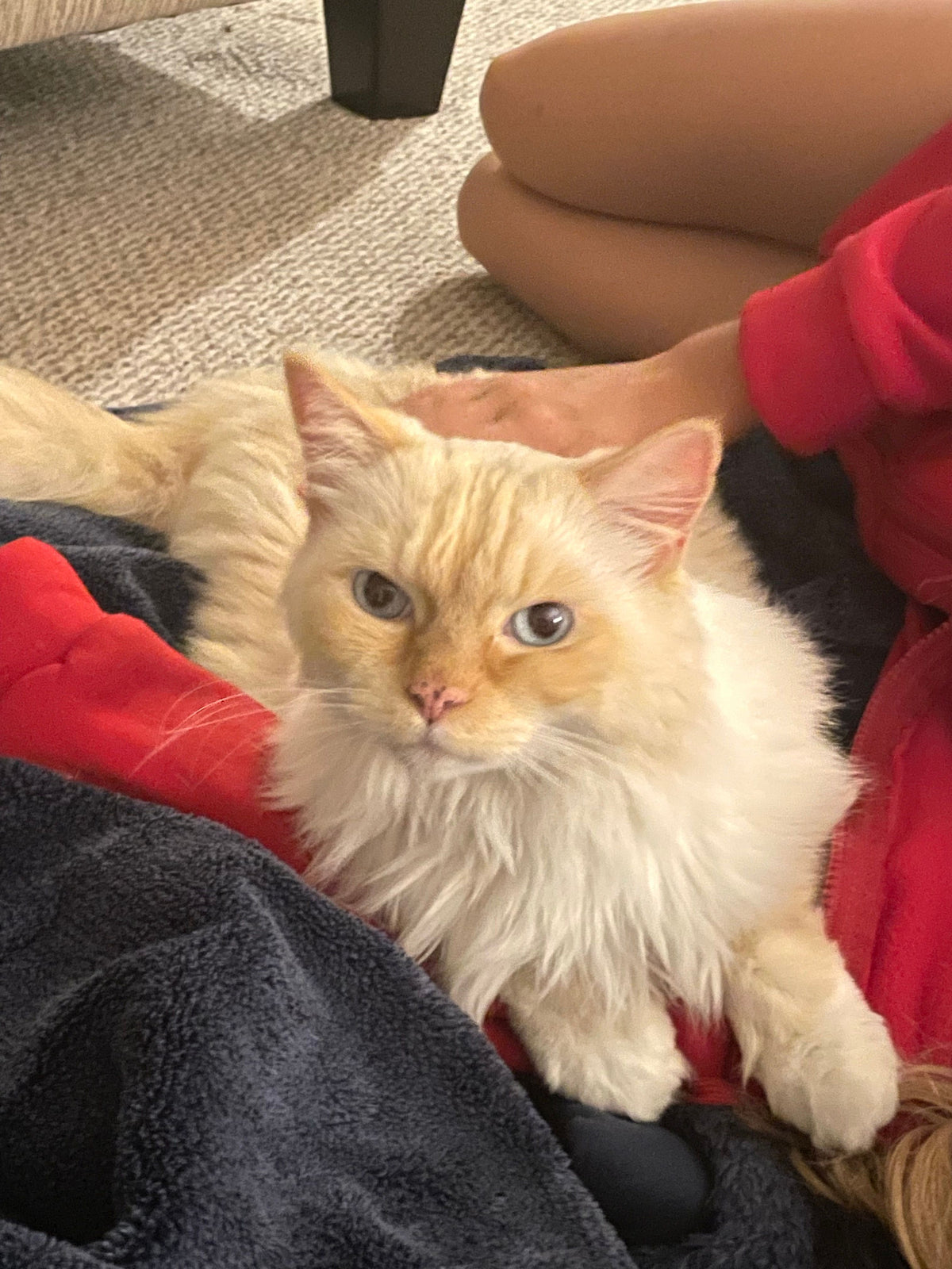 Persi & Peaches (Bonded Pair)