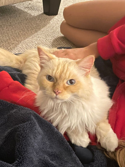 Persi & Peaches (Bonded Pair)