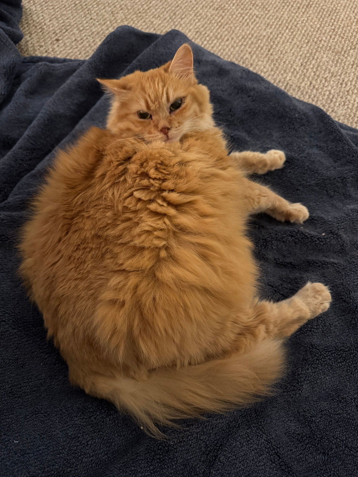 Persi & Peaches (Bonded Pair)